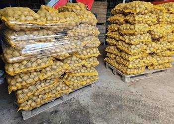 Ziemniaki jadalne Soraya. Marchew Pietruszka Buraczki