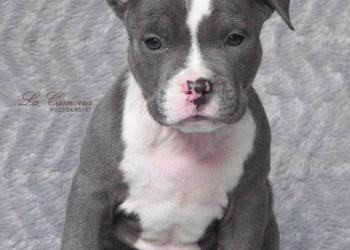 American Staffordshire Terrier Blue Samiec