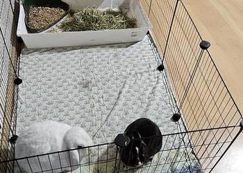 Kojec dla świnki morskiej z matą podłogową klatka modułowa