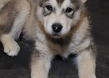 Alaskan Malamute suka, szczeniak