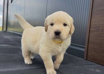 Golden Retriever szczeniaki