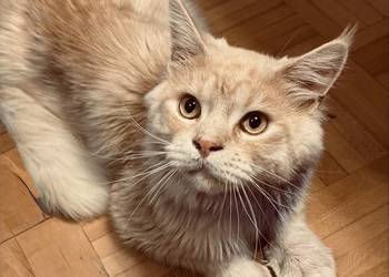 Reproduktor Maine Coon