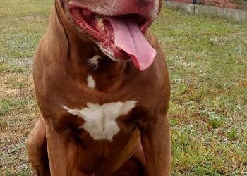 American Pit Bull Terrier Reproduktor / Możliwość za szczeniaka ADBA