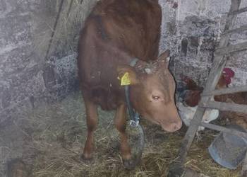 Sprzedam jałówkę do dalszego chowu