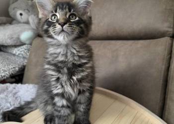 Kocieta Maine Coon