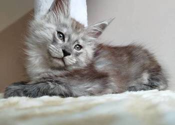 Kira Kotka Maine Coon