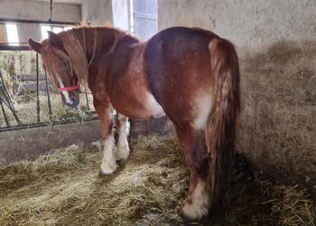 Klacz zimnokrwista zrebna