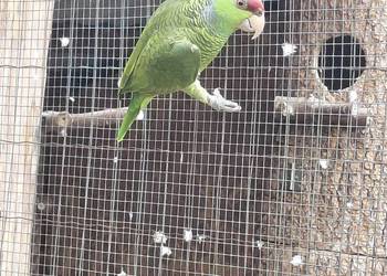 Amazonka liliogłowa finschi