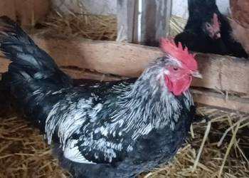 Sprzedam koguty 45zl.