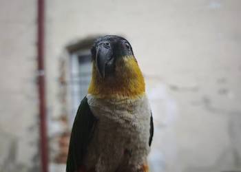 Barwinka czarnogłowa