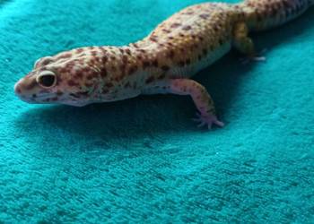 Gekon lamparci samiec 3 letni oswojony