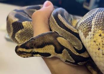 Pyton królewski/Python regius Pastel Samiec Dorosły Na Peta/Pupila