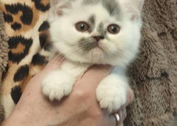 Brytyjski śliczny kocurek