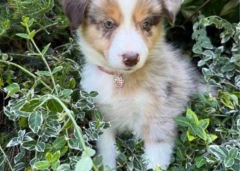 "CIRI" suczka Border Collie Red merle Tricolor -Badania genetyczne
