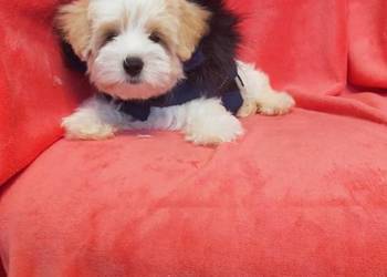 Cukierkowy odchowany Maltipoo - Pudel Toy i Maltańczyk