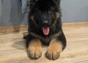 Owczarek Niemiecki szczeniak