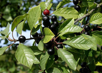 KRUSZYNA POSPOLITA Frangula alnus NASIONA 5000 sztuk - 100g.