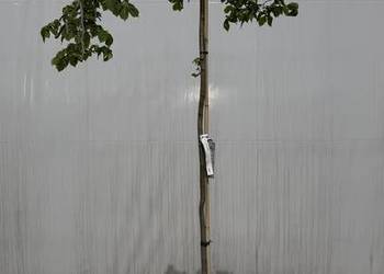 Wiąz "Camperfownii" Pa 160-180cm