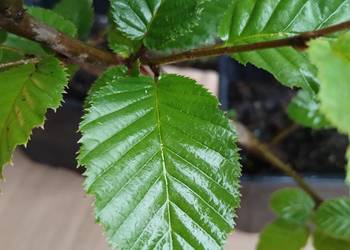 Grab pospolity sadzonki w doniczkach Carpinus betulus