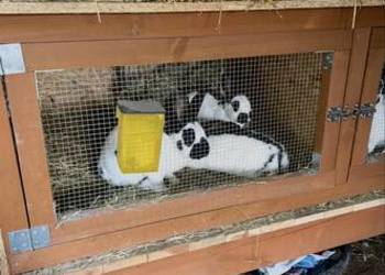 Króliki srokacze samce samice