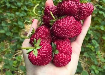 Napój o smaku truskawkowym FRAGOLINO