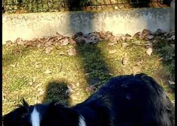 Border Collie Reproduktor