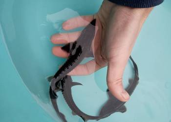 Jesiotr Syberyjski - ok.15cm - Dostępny na miejscu