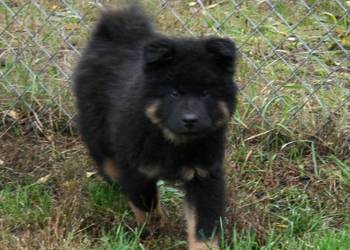 Eurasier - szczenie piesek !!!