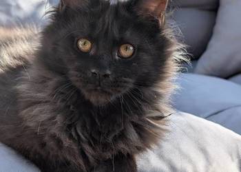 Evita czarna dymna kotka Maine Coon. Tica zapraszamy
