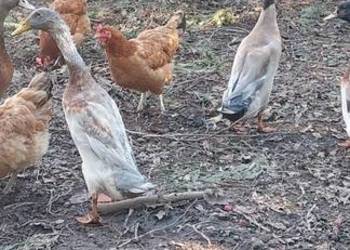 Młode kaczory biegusy