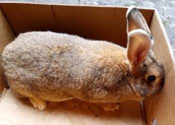 Królik - dorosła samica