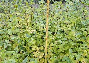 Sadzonki grabu 60 cm - 110 cm na żywopłot