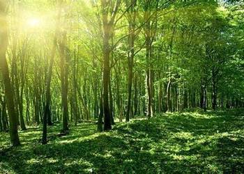 Sprzedam las - 0,65 ha - gmina Cieszanów, Podkarpackie