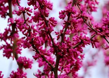 Judaszowiec kanadyjski CERCIS różowe kwiaty wyrastające z pnia