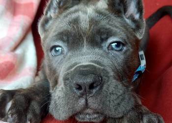 Cane Corso Ksin Fargo Fci