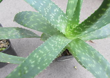 Aloes który zdobi i leczy - aloe maculata All. - 3 letnie