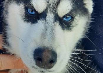 Szczeniaki syberiany husky