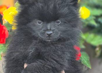 Szpic miniaturowy pomeranian