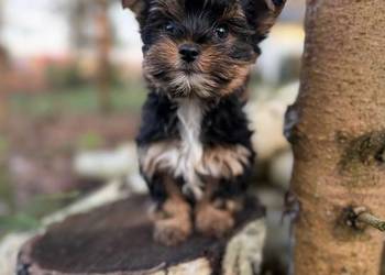 Piękny miniaturowy piesek York XXS z rodowodem wielopokoleniowym