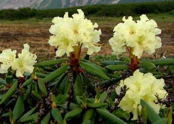 Różanecznik 'Goldkrone' / Rhododendron 'Goldkrone C5