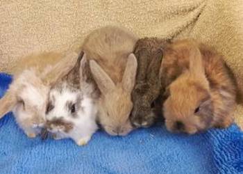 Królik miniaturka - baranek i inne