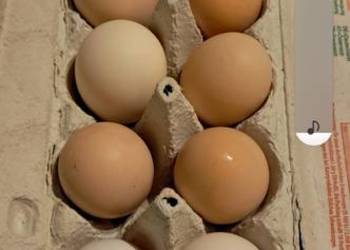 Sprzedam jajka wiejskie