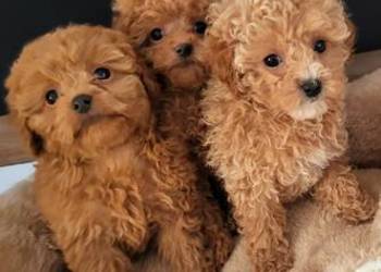 Piękne suczki maltipoo