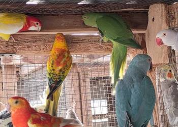 Papugi rozelle aleksandretty