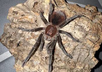 Pamphobeteus sp cascada 4DC podrostek