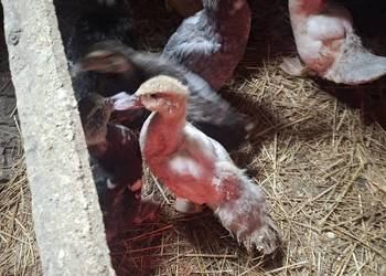 Do sprzedania młode kaczki