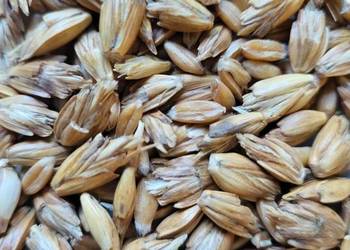 Sprzedam mąkę orkiszową ekologiczna.