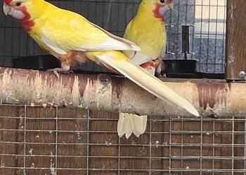 Witam dostępne młode Rozelle w mutacji pastelowej