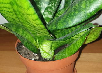 Sansewieria,sansa, niska, roślina rosnąca