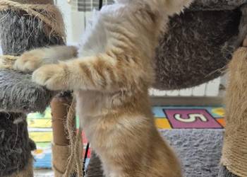 Kocurek Syberyjski OLO rodowód FIFE FPL